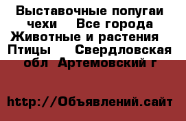 Выставочные попугаи чехи  - Все города Животные и растения » Птицы   . Свердловская обл.,Артемовский г.